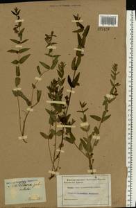 Scutellaria galericulata L., Eastern Europe, Central forest region (E5) (Russia)