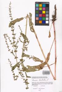 Rumex dentatus L., Eastern Europe, Moscow region (E4a) (Russia)