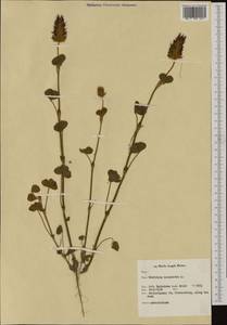 Trifolium incarnatum L., Western Europe (EUR) (Netherlands)