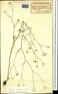 Bunium paucifolium DC., Caucasus, Armenia (K5) (Armenia)