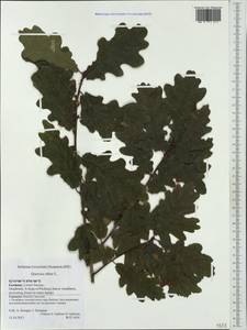 Quercus robur L., Western Europe (EUR) (Germany)