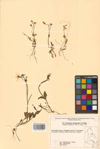 Claytonia sarmentosa C. A. Mey., Siberia, Chukotka & Kamchatka (S7) (Russia)