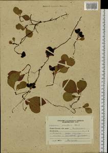 Vaccinium praestans Lamb., Siberia, Russian Far East (S6) (Russia)