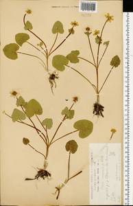 Ficaria verna Huds., Eastern Europe, Central forest-and-steppe region (E6) (Russia)