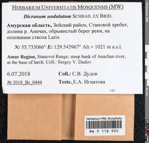 Dicranum undulatum Schrad. ex Brid., Bryophytes, Bryophytes - Russian Far East (excl. Chukotka & Kamchatka) (B20) (Russia)
