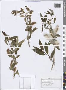 Salix triandra L., Eastern Europe, Middle Volga region (E8) (Russia)