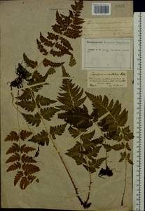 Dryopteris cristata (L.) A. Gray, Eastern Europe, Central forest-and-steppe region (E6) (Russia)