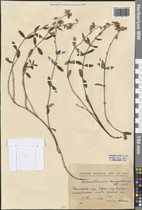 Helianthemum nummularium (L.) Mill., Western Europe (EUR) (Bulgaria)