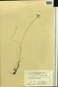 Eriophorum scheuchzeri Hoppe, Siberia, Central Siberia (S3) (Russia)