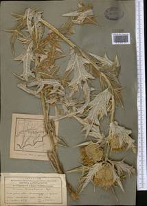Cirsium turkestanicum (Regel) Petr., Middle Asia, Pamir & Pamiro-Alai (M2) (Tajikistan)
