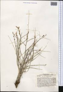 Lactuca orientalis subsp. orientalis, Middle Asia, Kopet Dag, Badkhyz, Small & Great Balkhan (M1) (Turkmenistan)