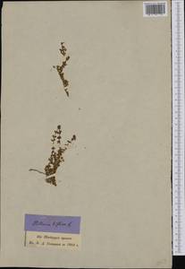 Cherleria biflora (L.) A. J. Moore & Dillenb., Western Europe (EUR) (Switzerland)