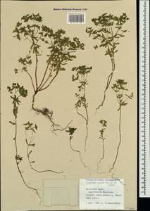 Euphorbia taurinensis All., Crimea (KRYM) (Russia)