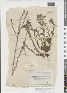 Buglossoides rochelii (Friv.) Stoyanov, Mátis & Sennikov, Eastern Europe, Lower Volga region (E9) (Russia)
