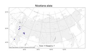 Nicotiana alata Link & Otto, Atlas of the Russian Flora (FLORUS) (Russia)