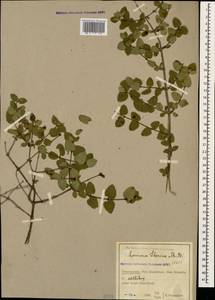 Lonicera iberica M. Bieb., Caucasus, Azerbaijan (K6) (Azerbaijan)
