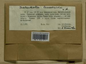 Iwatsukiella leucotricha (Mitt.) W.R. Buck & H.A. Crum, Bryophytes, Bryophytes - Russian Far East (excl. Chukotka & Kamchatka) (B20) (Russia)