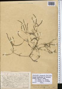 Crucianella exasperata Fisch. & C.A.Mey., Middle Asia, Western Tian Shan & Karatau (M3) (Tajikistan)