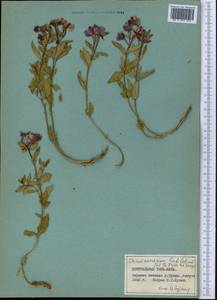 Chamaenerion latifolium (L.) Sweet, Middle Asia, Pamir & Pamiro-Alai (M2) (Tajikistan)