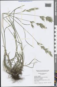 Bromus hordeaceus L., Eastern Europe, Central forest-and-steppe region (E6) (Russia)