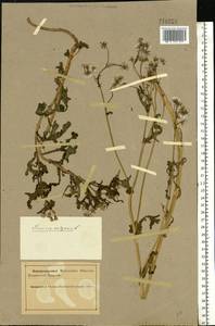 Senecio vulgaris L., Eastern Europe, Northern region (E1) (Russia)