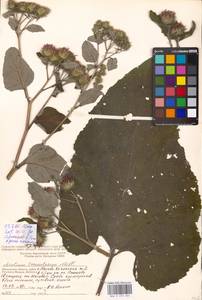 Arctium tomentosum Mill., Eastern Europe, Moscow region (E4a) (Russia)
