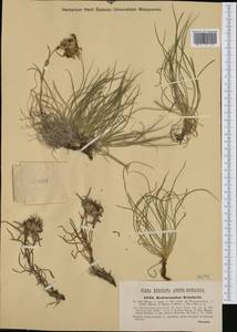 Edraianthus graminifolius (L.) A.DC., Western Europe (EUR) (Hungary)