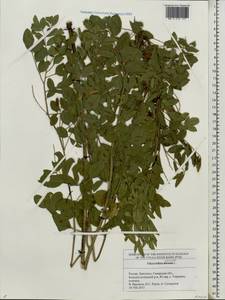 Glycyrrhiza echinata L., Eastern Europe, Middle Volga region (E8) (Russia)