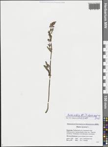 Rumex acetosa L., Siberia, Baikal & Transbaikal region (S4) (Russia)