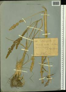 Calamagrostis, Siberia, Western (Kazakhstan) Altai Mountains (S2a) (Kazakhstan)