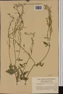 Sinapis alba subsp. dissecta (Lag.) Simonk., Western Europe (EUR) (Austria)