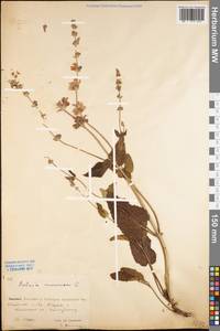Salvia nemorosa L., Eastern Europe, Eastern region (E10) (Russia)