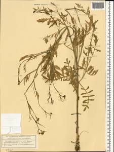 Rorippa sylvestris (L.) Besser, Eastern Europe, Volga-Kama region (E7) (Russia)