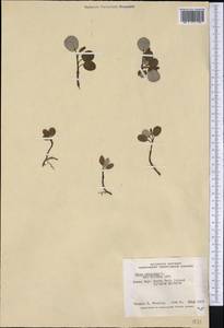 Salix reticulata L., America (AMER) (Canada)