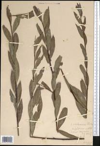 Salix kirilowiana Stschegl., Middle Asia, Northern & Central Tian Shan (M4) (Kazakhstan)