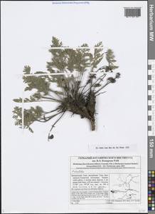 Pulsatilla, Siberia, Altai & Sayany Mountains (S2) (Russia)