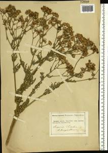 Jacobaea vulgaris subsp. vulgaris, Eastern Europe, South Ukrainian region (E12) (Ukraine)