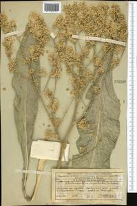 Lepidium orientale (Schrenk) Al-Shehbaz & Mumm., Middle Asia, Western Tian Shan & Karatau (M3) (Kazakhstan)