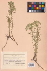 Euphorbia cyparissias L., Eastern Europe, West Ukrainian region (E13) (Ukraine)