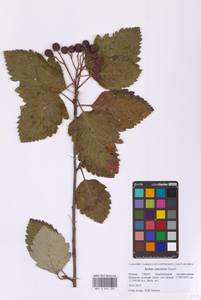 Hedlundia armeniaca (Hedl.) Mezhenskyj, Eastern Europe, Moscow region (E4a) (Russia)