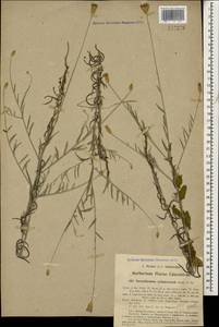 Xeranthemum cylindraceum Sibth. & Sm., Caucasus, Abkhazia (K4a) (Abkhazia)