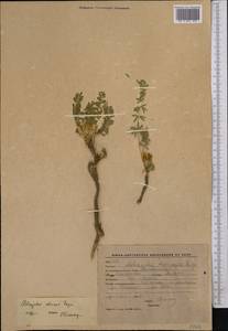 Astragalus alaicus Freyn, Middle Asia, Western Tian Shan & Karatau (M3) (Kyrgyzstan)