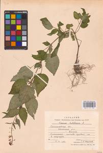 Circaea lutetiana L., Eastern Europe, West Ukrainian region (E13) (Ukraine)