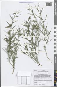 Cicer acanthophyllum Boriss., Middle Asia, Pamir & Pamiro-Alai (M2) (Tajikistan)