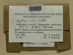 Grimmia mollis Bruch & Schimp., Bryophytes, Bryophytes - Permsky Krai, Udmurt Republic, Sverdlovsk & Kirov Oblasts (B8) (Russia)