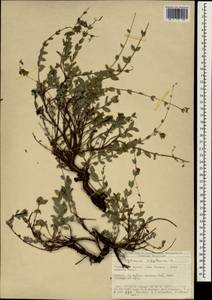 Origanum sipyleum L., South Asia, South Asia (Asia outside ex-Soviet states and Mongolia) (ASIA) (Turkey)