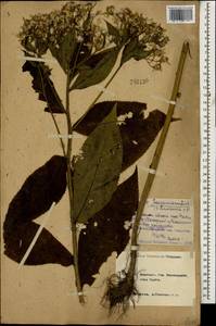 Senecio propinquus Schischk., Caucasus, Krasnodar Krai & Adygea (K1a) (Russia)
