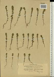 Euphrasia ×vernalis List, Eastern Europe, Eastern region (E10) (Russia)