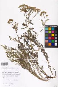 Achillea pannonica Scheele, Eastern Europe, Moscow region (E4a) (Russia)