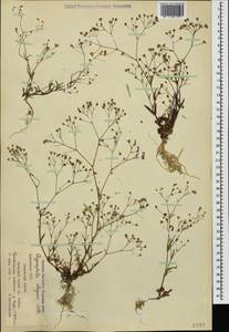 Gypsophila elegans M. Bieb., Caucasus, Armenia (K5) (Armenia)